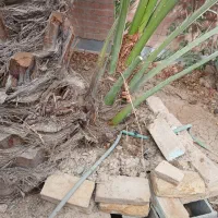 پاجوش برحی|گل و گیاه طبیعی|بندر ماهشهر, |دیوار