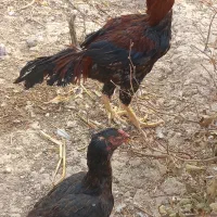 مرغ وخروس|حیوانات مزرعه|رباط‌کریم, شهرک صنعتی ده‌حسن|دیوار