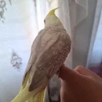 طوطی برزیلی و عروس هلندی