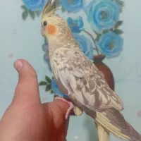 عروس هلندی زیبا|پرنده|گالیکش, |دیوار