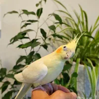 عروس هلندی پاریس ملنگو مرغ مینا طوطی|پرنده|شاهینشهر, فردوسی|دیوار