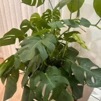 گل برگ انجیری|گل و گیاه طبیعی|تهران, شهرک خرازی|دیوار