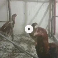 مرغ خروس لاری|پرنده|رودهن, |دیوار