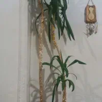 نخل اپارتمانی