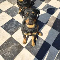 سگ روتوایلر آمریکایی ۲ ساله|سگ|شهریار, شهریار|دیوار