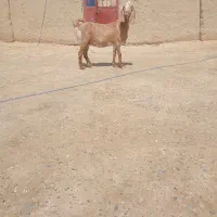 بزپاکستانی
