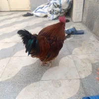 مرغ و خروس