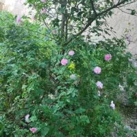 زمین-وباغ