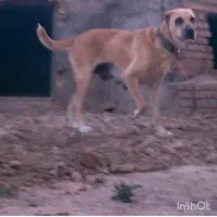 چندقلاده حیوان موجوده
