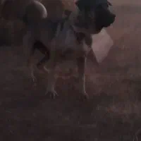سگ پژدر