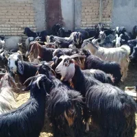 فروشی بز ابستن|حیوانات مزرعه|زرقان, |دیوار