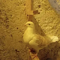 کبوتر ماده|پرنده|تربت جام, یحیی آباد|دیوار