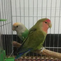 طوطی برزیلی