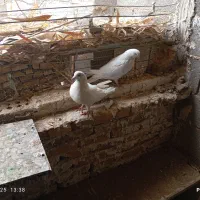 کفتر|پرنده|کویرات, |دیوار