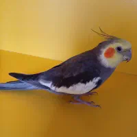 عروس هلندی نر