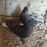 کبوتر سیاه دم سفید