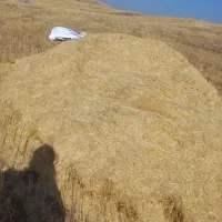 کاه دیم