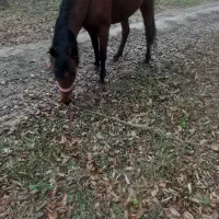 اسب مادیان|اسب و تجهیزات اسبسواری|سلماس, |دیوار