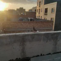 کبوتر غریبگیری