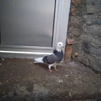 یه دونه کبوتر شازده ماده