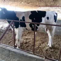 دو راس گوساله سیمینتال|حیوانات مزرعه|کازرون, |دیوار