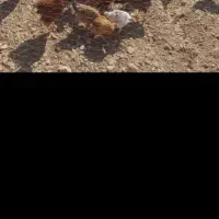 مرغ تخمگذار