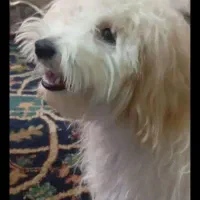 سگ پا کوتاه