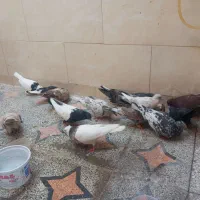 کبوتر و جوجه مرغ ۵۰هزار|پرنده|اصفهان, بهرام‌آباد|دیوار