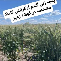 بذر هیبریدی گندم محصول اوکراینی|عمده‌فروشی|ایلام, |دیوار