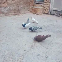 ماده