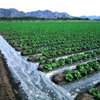 کشاورزی آبی