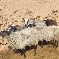 فروش میش رومانوف|حیوانات مزرعه|تربت‌حیدریه, ۴۵ متری|دیوار