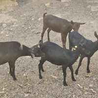 بزغاله مورسیا