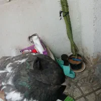 کفترگلی|پرنده|شیراز, دارالرحمه|دیوار