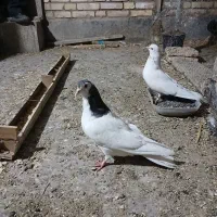 کبوتر پر و سیاه پشت