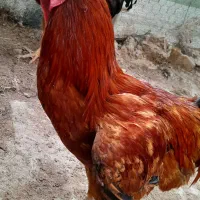 ۳عدد خروس بالغ