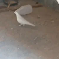 کبوتر تهرانی|پرنده|دهلران, |دیوار