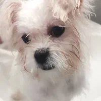 سگ جذاب و مهربون نژاد مالتیز|سگ|شاهرود, |دیوار