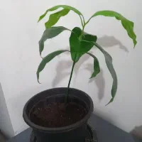 نهال انبه سالم و ریشه‌دار داخل گلدان
