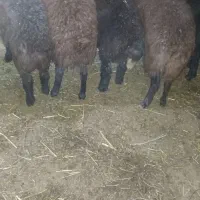 بره ماده
