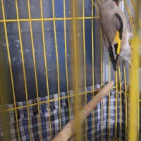 ۱سهره کرمانی یک مینای افغان کام سیاه|پرنده|بیرجند, |دیوار