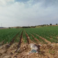 اجاره زمین کشاورزی