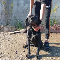 سگ شکاری انگلیسی|سگ|آستارا, |دیوار