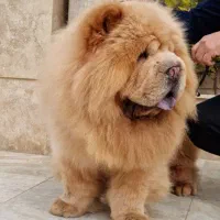 چاوچاو وارداتی جهت کشش|سگ|امیرکلا, |دیوار