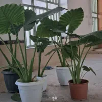 بابا آدم نژاد سبز با ساقه های پهن و سبز