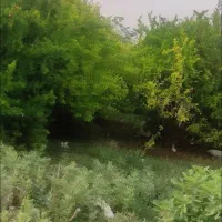 فروش زمین ۳۰۰ متری در افسریه جنوبی|فروش زمین و ملک کلنگی|تهران, افسریه جنوبی|دیوار