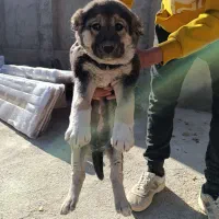 واگذاری توله سگ