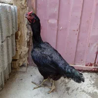 مرغ لاری