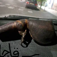 کلکسیونی