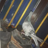 کبوتر پلاکی مسابقات پیگو تازه گرفتم